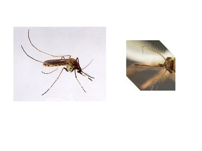 Culex tritaeniorhynchus