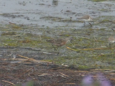 Curlew Sandpiper