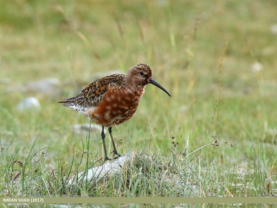 Curlew Sandpiper