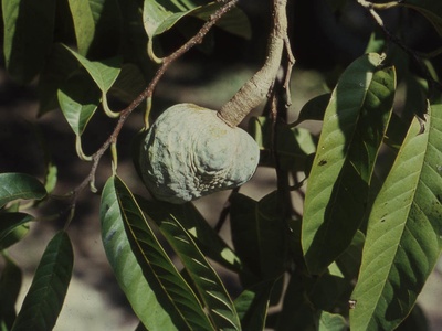 Custard apple (bullock's heart)