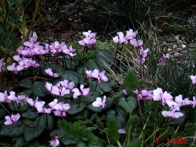 Cyclamen