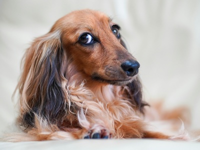Dachshund