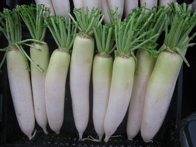 Daikon (White Radish)