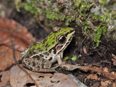 Dark-spotted frog