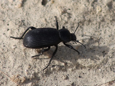 Darkling beetle (omnivorous species)