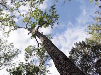 Darwin stringybark