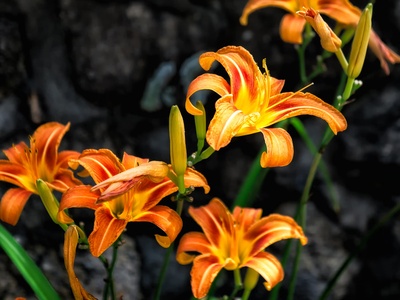 Daylily