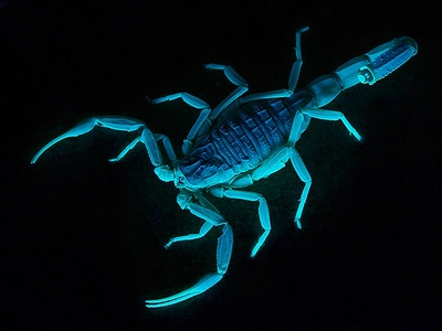 Deathstalker scorpion