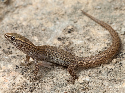 Desert night lizard