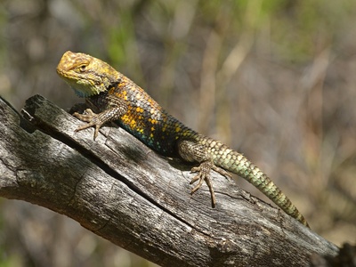 Desert spiny lizard