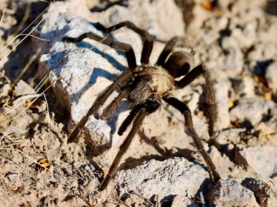 Desert tarantula