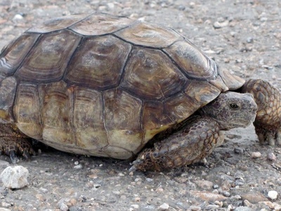 Desert tortoise