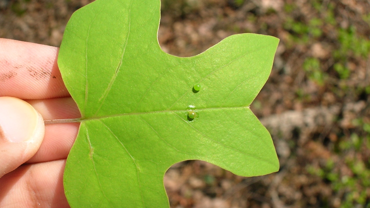Stages of compound leaf development showing leaflet primordia along a rachis