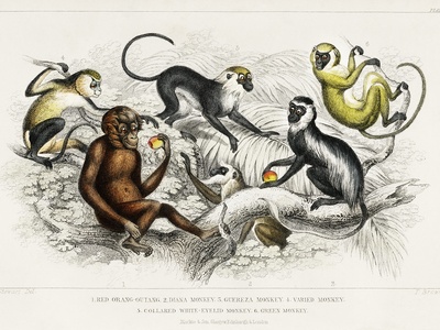 Diana monkey