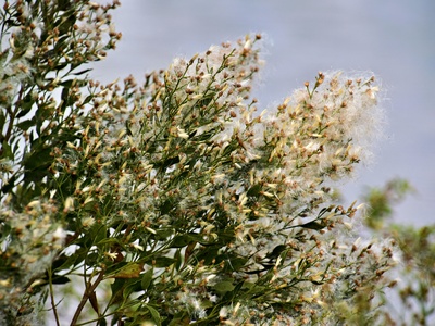 Diffuse knapweed