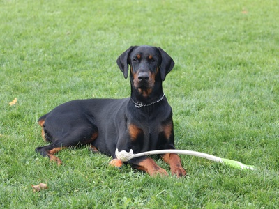 Doberman