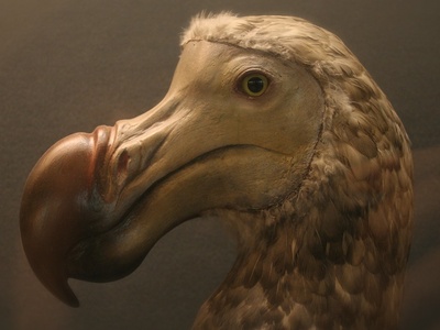 Dodo