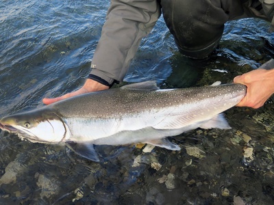 Dolly Varden