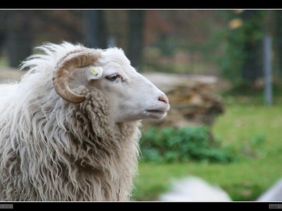 Domestic sheep