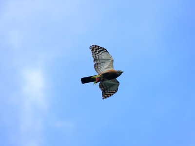 Double-toothed Kite