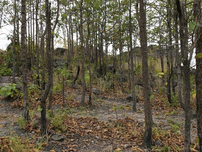 Dry dipterocarp Shorea