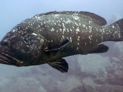 Dusky grouper