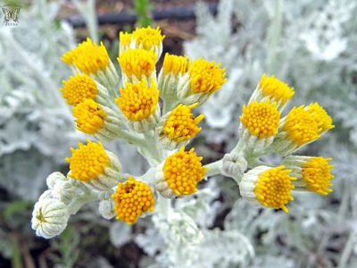 Dusty Miller
