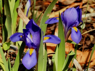Dwarf iris