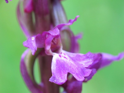 Early purple orchid