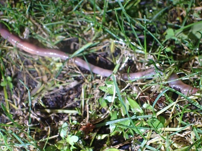 Earthworm (Lumbricus terrestris)