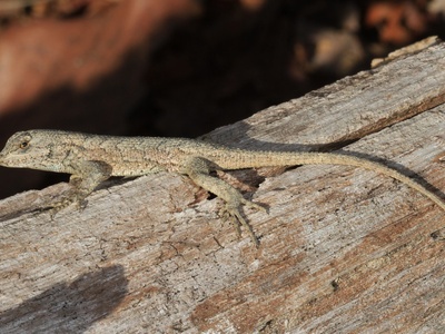 Eastern fence lizard