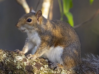 Eastern gray squirrel