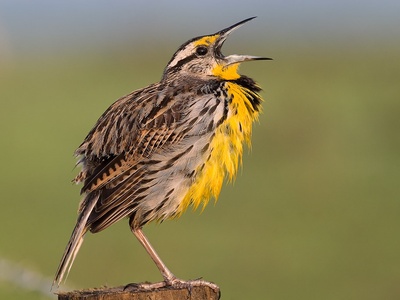 Eastern meadowlark
