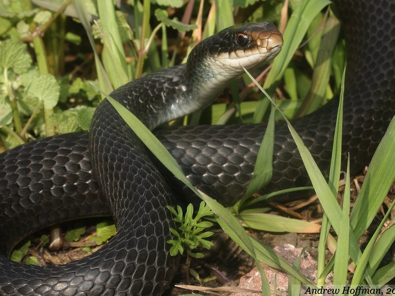 Eastern Racer Friendly Reptiles of North America: The Complete List - Flora Fauna Fun