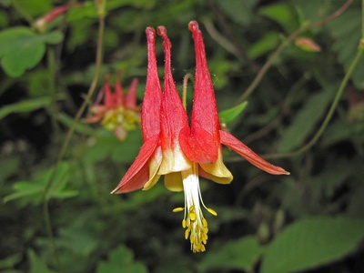 Eastern red columbine