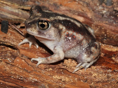 Eastern spadefoot