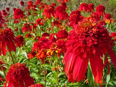 Echinacea 'Hot Papaya'