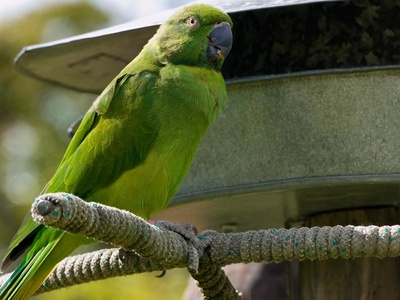 Echo parakeet