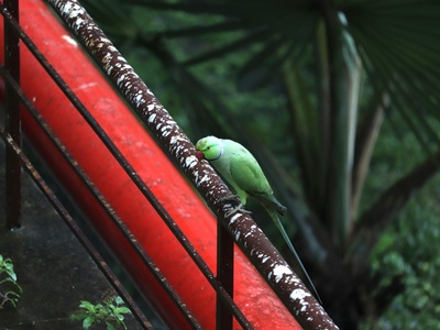 Echo parakeet