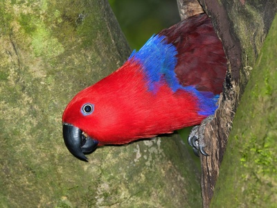 Eclectus Parrot