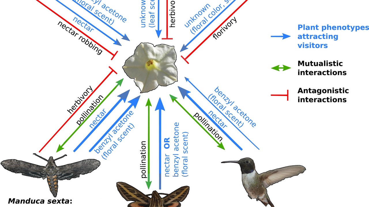 Diagram showing diverse pollinators (bee, butterfly, hummingbird) visiting flowers in an ecosystem.
