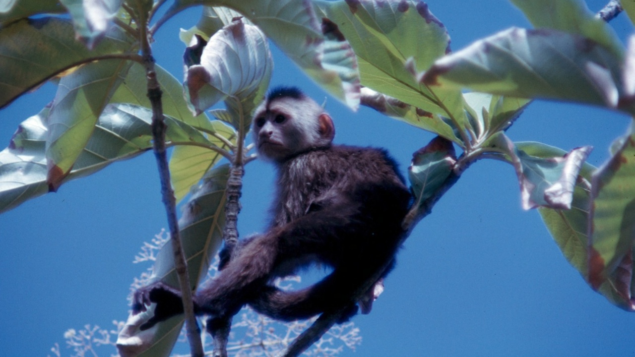 Capuchin moving through the forest canopy