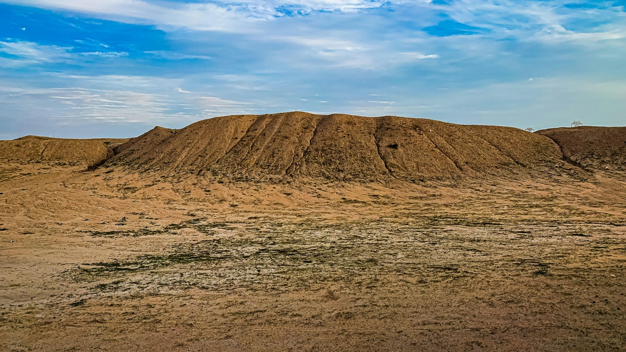 Dune vegetation and salt-tolerant plants creating microhabitats in Kuwait