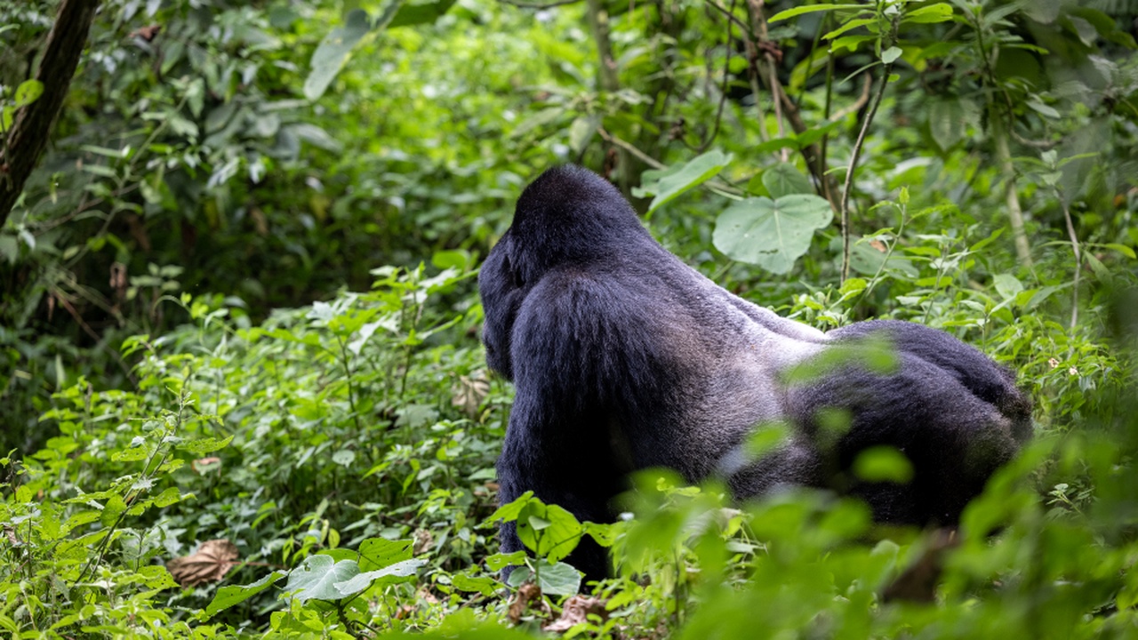 Mist-shrouded mountain forest habitat where gorillas live, with rangers patrolling nearby.
