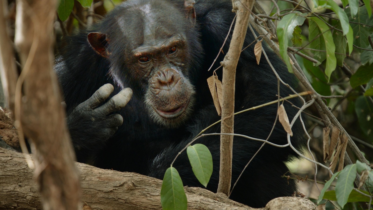 Chimpanzee using a tool; bonobo in rainforest habitat