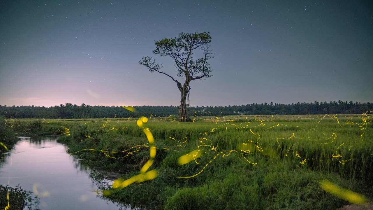 Children watching fireflies with jars, showing human interaction and conservation concerns