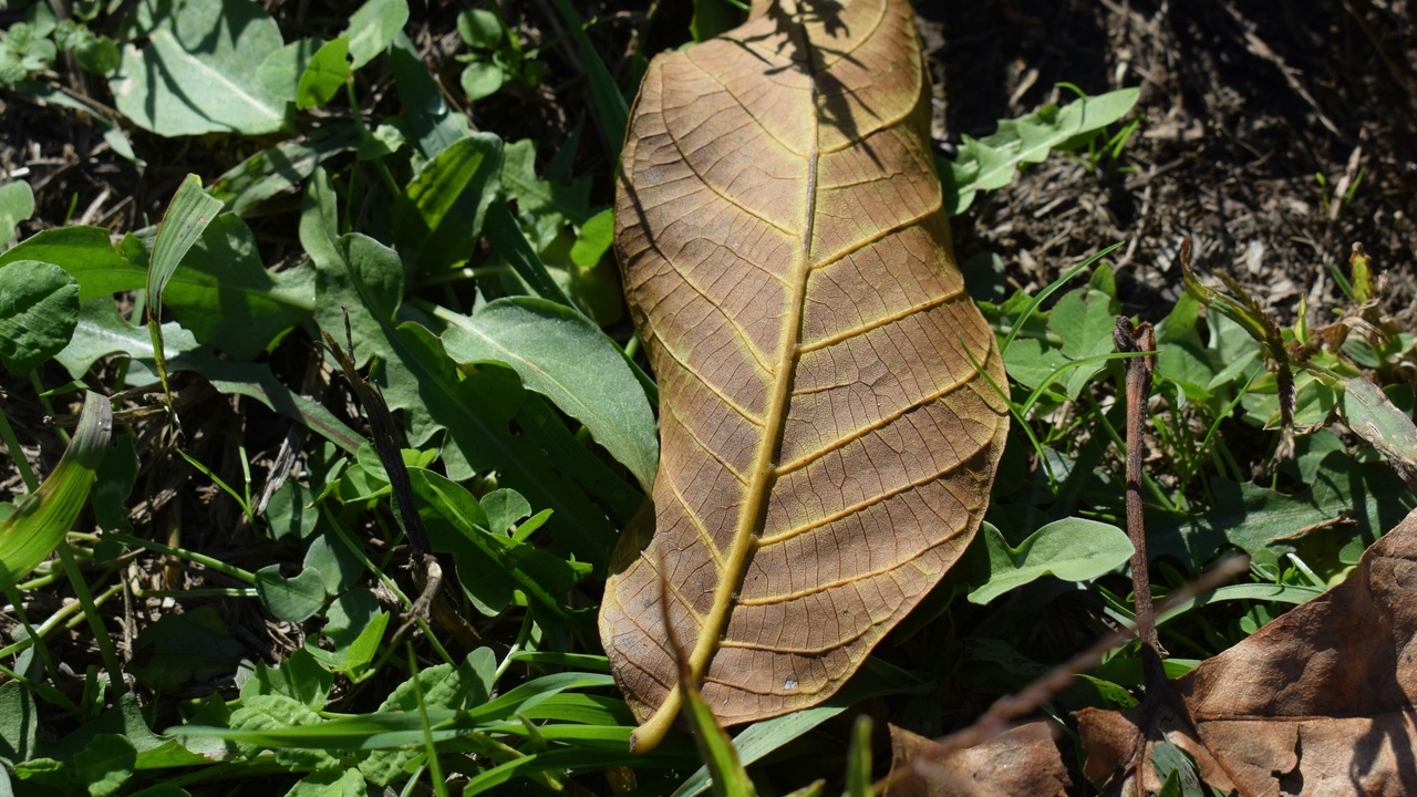 Field examples of simple and compound leaves with a close-up showing axillary bud position