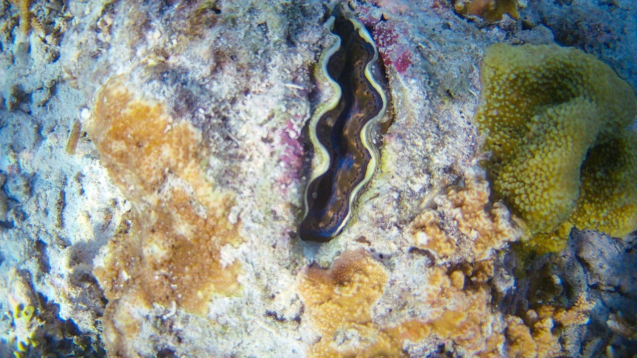 Moray eel among reef coral showing habitat association