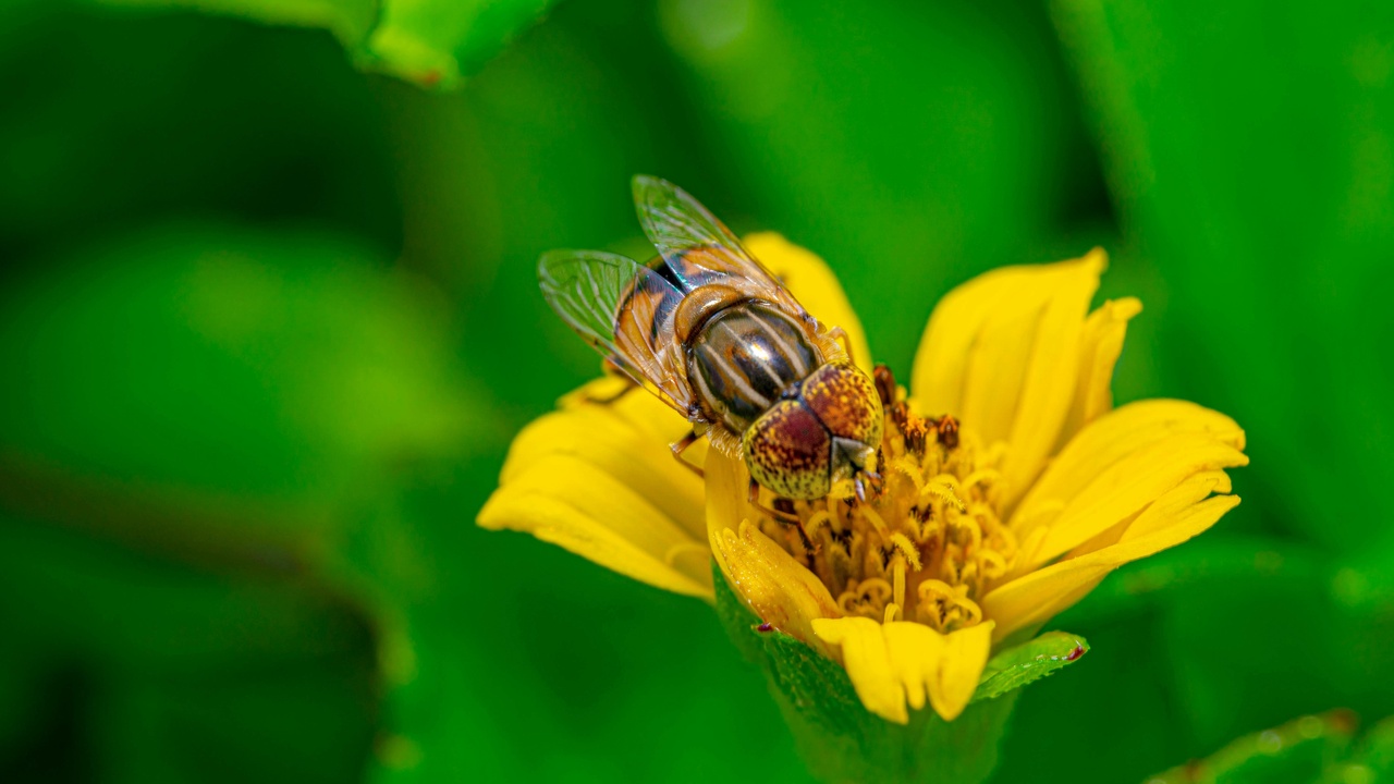 Honeybees pollinating almond blossoms in an orchard, representing crop pollination services.