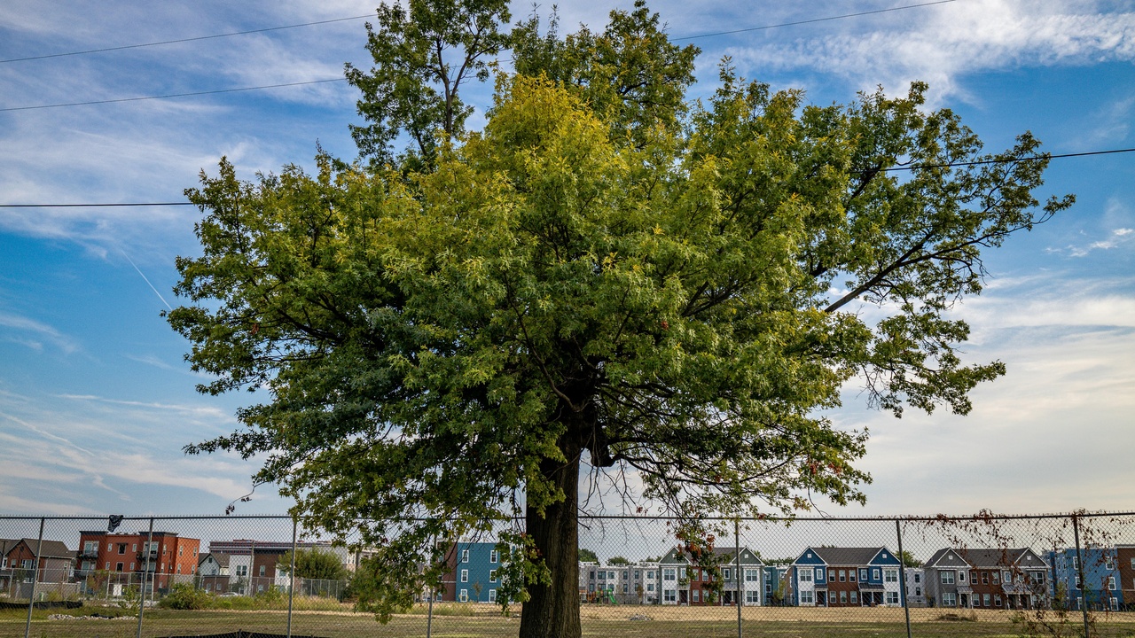 Community orchard and street trees supporting local businesses and markets